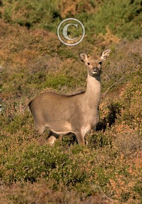 Sika Deer  Hind DM0704